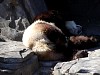 Pandas53.jpg