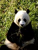 Pandas76.jpg