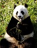 Pandas78.jpg