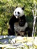 Pandas79.jpg