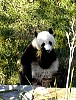 Pandas80.jpg