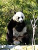 Pandas81.jpg