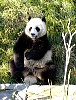 Pandas82.jpg