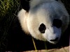 Pandas83.jpg
