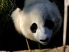 Pandas84.jpg