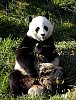 Pandas85.jpg