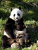 Pandas86.jpg
