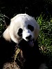 Pandas87.jpg