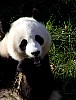 Pandas88.jpg