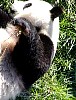 Pandas89.jpg