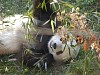 Pandas8.jpg