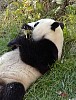 Pandas90.jpg