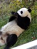 Pandas91.jpg