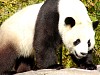 Pandas92.jpg