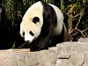 Pandas93.jpg