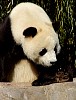 Pandas96.jpg