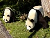 Pandas97.jpg