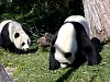 Pandas98.jpg