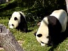 Pandas99.jpg